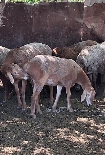 продам кента: Продаю | Овца (самка) | Для шерсти — 3