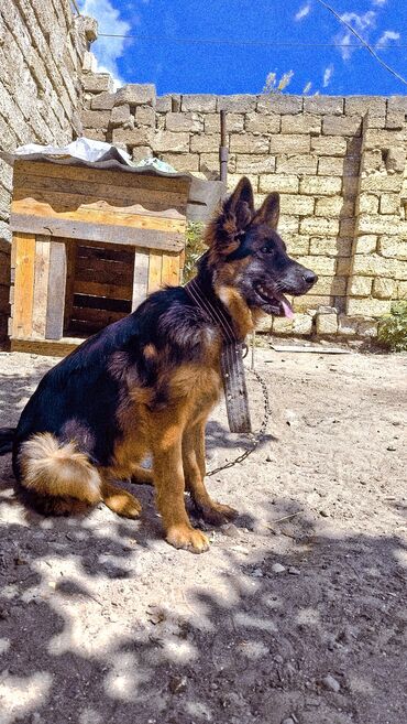 çoban iti satışı: Alman çoban iti, 11 ay, Dişi, Ünvandan götürmə