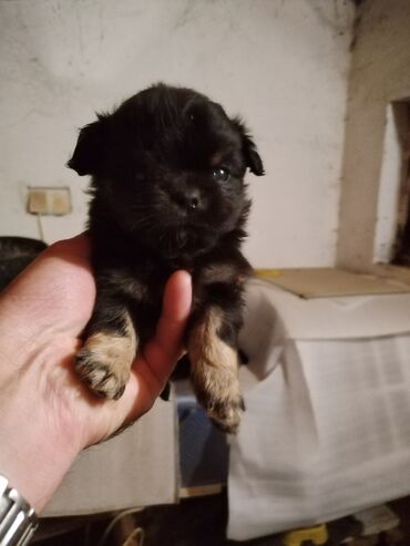 hrvatskog ovčara štenci na poklon: Musko stene pekinezera ociscen više puta od parazita spreman za