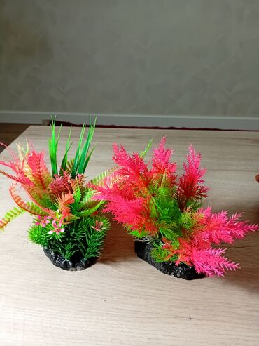 Akvariumlar: Akvaryum uzunluqu 70 eni 26 hündürlüy 46 dı boş 40 man dekor və otlar — 7