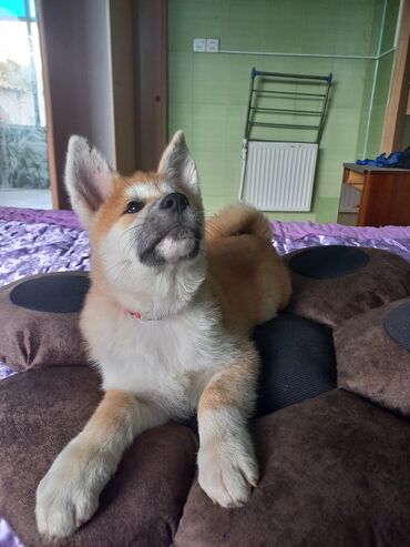 İtlər: Akita-inu, 3 ay, Dişi, Peyvəndli, Pulsuz çatdırılma