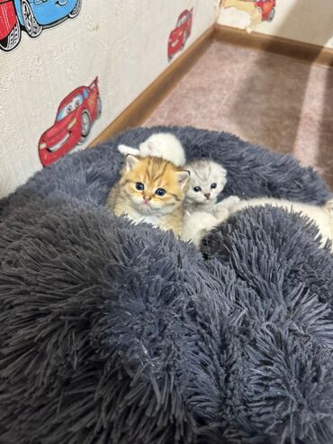 Pişiklər: Britan — 6