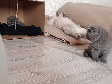 голуби: Шотландский вислоухий кот(Scottish Fold), - Вязка Мальчик серый — 2