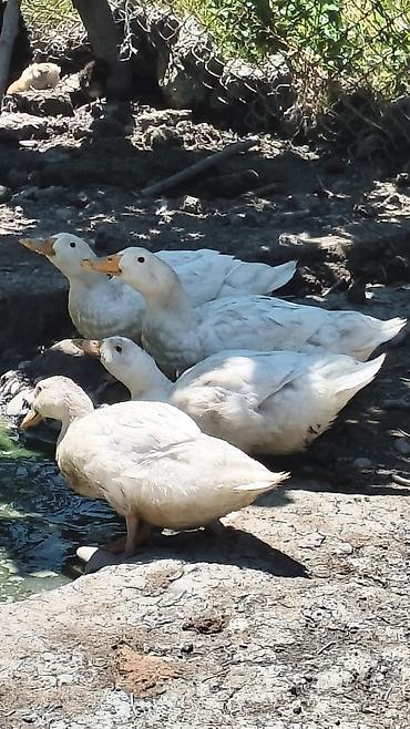 tap az qusar heyvanlar: Ağ Pekin (bolqar) ördəkləri satılır. Biri 15 manatdan 18 ədəd — 3