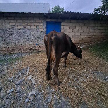 Inəklər, öküzlər: Salam öz inəyimdi yanındada balası bir yerdə satılır alverci deyiləm — 4