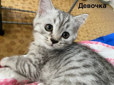 отдам породистого котенка: Скотиш Страйт (Шотландиялык тик кулактуу), 2 айлык, Ургаачы, Биколор, Лотокко барууга үйрөтүлгөн