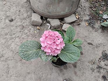 Саженцы Самовывоз