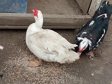 Ördəklər: Kom şeklinde SATLİR Erkey 2 denedi 10 dişi di tecılı satlir erkeyler — 15