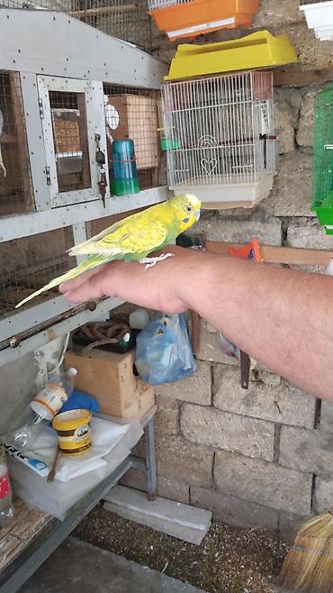 lələkli heyvanlar: Məhsul: Qəfəslə birlikdə nimfa cütü (cockatiel) Təsvir: - Qızılı-sarı — 1