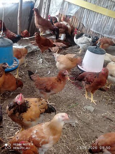 tap az qusar heyvanlar: Salam bu gorduyunuz lider sortu HEM ETLIK HEMDE YUMRTALIGUCUN — 6
