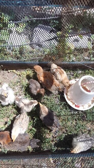 перепелки цыплята: Продаю цыплят 
возраст 1 месяц 
# цыплята 
# беловодское 
# беловодск