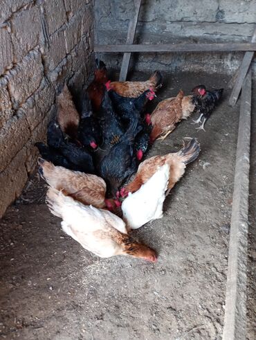 Toyuqlar: Salam. Toyoq. Xoruz. satlır. Ünvan. Şüvələn. qiymət. toyoq. 13 — 2