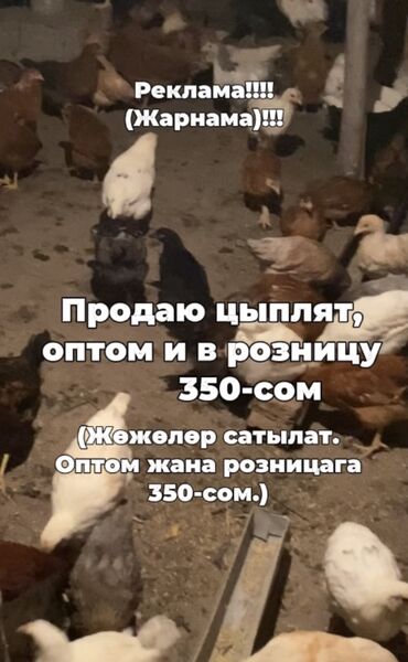Куры, петухи: Продаю | Куры, Цыплята