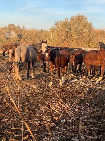 Лошади, кони: Продаю | Кобыла (самка), Конь (самец), Жеребец | Полукровка, Дончак | На забой, Рабочий, Конный спорт | Племенные — 3