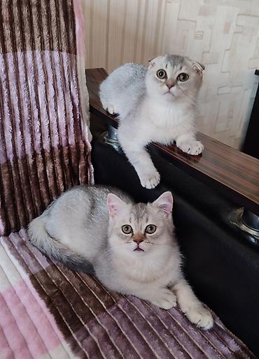 Pişiklər: Şotland, Ünvandan götürmə — 9