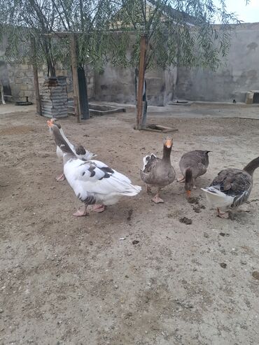 Qazlar: Yerli qaz alesi satlir 4 ana qaz 1 erkeg 6 dende balsi 1 ay olar bala — 14