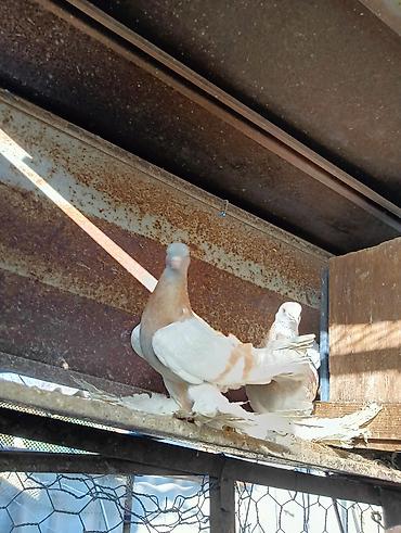 Птицы: Продаю молодых голубей 1 шт стоит пятьсот сом окончательно родители — 13