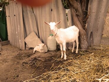 Козы, козлы: Продаю | Коза (самка), Козёл (самец) | Зааненская, Битал | Для разведения | Племенные — 3