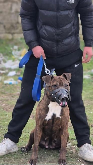 pitbul balaları: 1 yaş yarım iri cüseli pitbul ciddi alcıya edrim de olacaq — 1