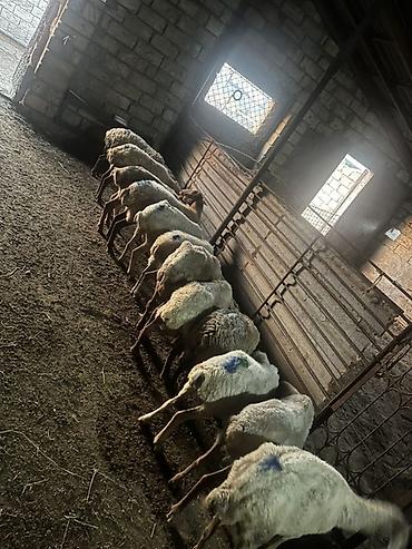 jersey cinsi: Qoyun sürüsü – yerli cins qarışığı - Təyinat: ət və damazlıq üçün — 5