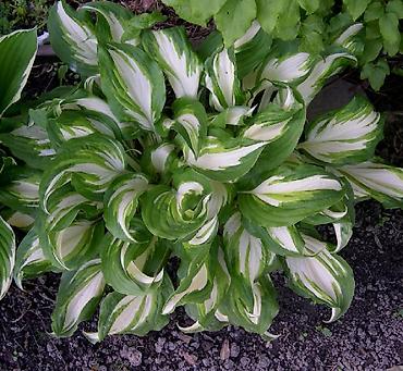 Другие садовые цветы и кустарники: Садовые растения - кустарники ( вейгела пестролистная, рябинник — 21