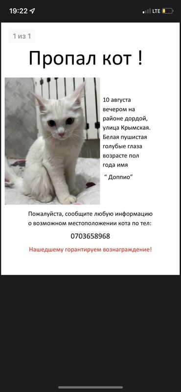 пародистые коты: Пропал кот