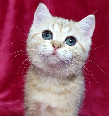 Продажа кошек: Скотиш Страйт (Шотландская прямоухая), 2 месяца, Девочка at lalafo.kg Продажа кошек: Скотиш Страйт (Шотландская прямоухая), 2 месяца, Девочка