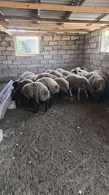 qoyun bazari: Quzu, Erkək, ay: 1, Ünvandan götürmə — 4