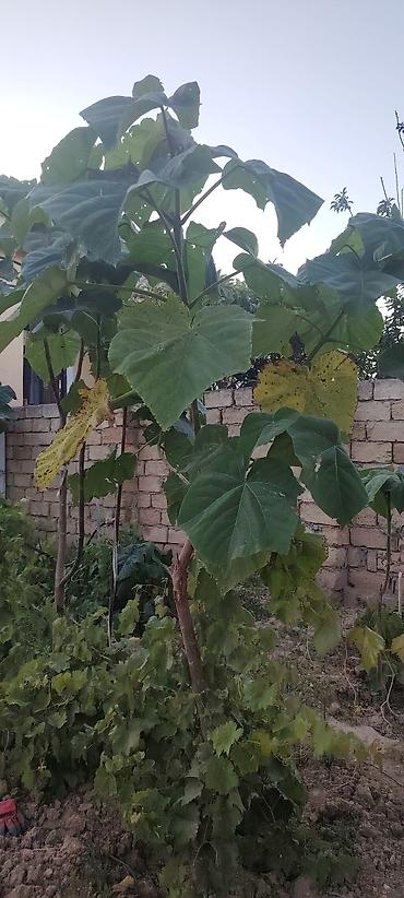 paulownia ağacı: Məhsul: Paulownia (imperial ağacı) tingi/saplağı Təsvir: - Sürətlə — 1