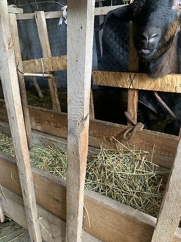 Козы, козлы: Продаю | Козёл (самец) | Для разведения at lalafo.kg — 15 Козы, козлы: Продаю | Козёл (самец) | Для разведения — 15