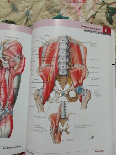Медицина: «Атлас анатомии» Фрэнка Неттера вот уже более 25 лет является лучшим и at lalafo.kg — 4 Медицина: «Атлас анатомии» Фрэнка Неттера вот уже более 25 лет является лучшим и — 4