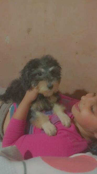 отдам в хорошие руки собаку: Yumşaq tüklü balaca it balası - Cins: kiçik ölçülü, uzun və dalğalı at lalafo.az отдам в хорошие руки собаку: Yumşaq tüklü balaca it balası - Cins: kiçik ölçülü, uzun və dalğalı