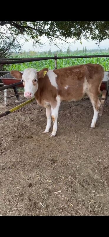 sudluk inekler satisi: Satışda: südlük-ətlik istiqamətli dana - Cins tipi: simmental tipli