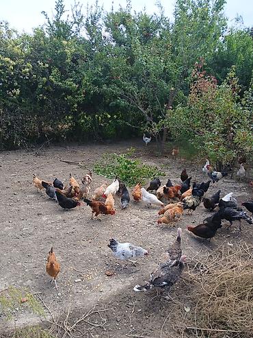 Şəmkir və yaxın yerlərdən kim isdəsən barter edə bilərik içində 10