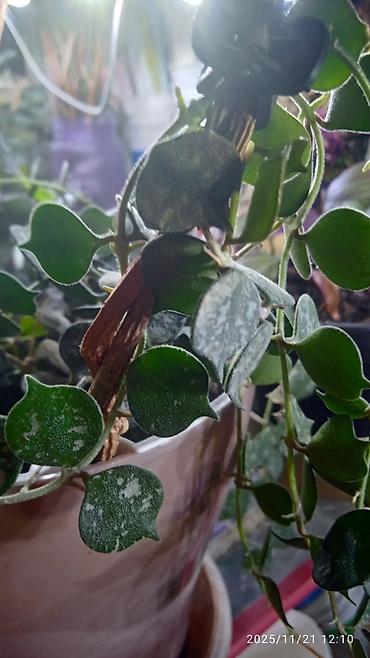 Хойи: Хойя вариегатная (Hoya carnosa variegata) — компактные укоренённые — 6