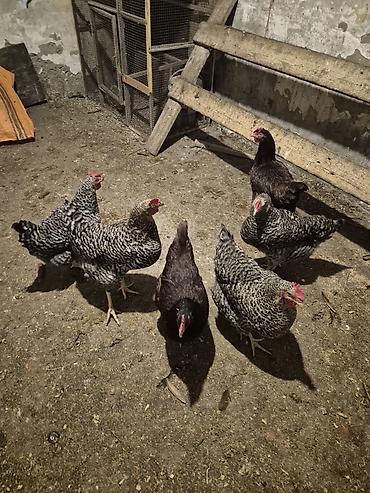 Toyuqlar: Toyuq, Yumurtalıq, Pulsuz çatdırılma — 5