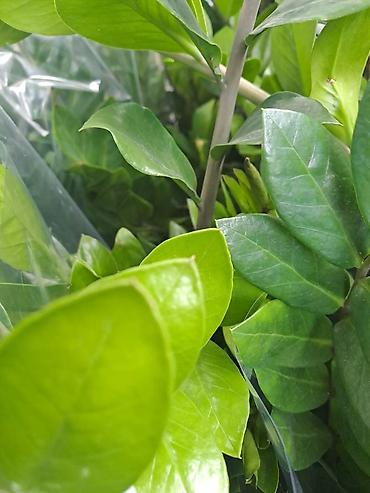 garden tools: Bendzamin, 1 metar visina sa prve slike je 2500, Palma Shamadorea, 1 — 3