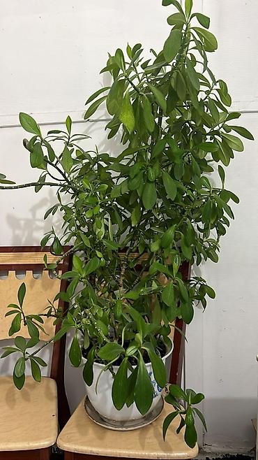 Другая мебель: В связи с переездом продаются многие вещи в хор.сост, доставки нету — 20