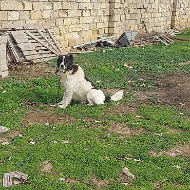 amadin quşu: 3 il, Erkək, Peyvəndli, Ünvandan götürmə, Pulsuz çatdırılma, Ödənişli çatdırılma — 1