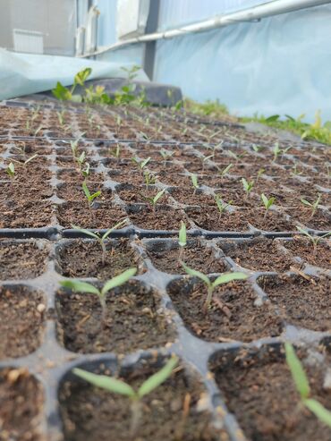 Теплицы: Ищу инвестора для масштабирования тепличного хозяйства и развития — 4