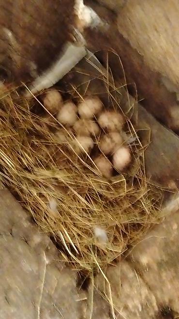 Yumurta: Ördək yumurtası - Təsvir: Şəkillərdə təsvir olunan, samanla — 9