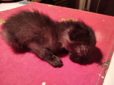 шотланские коты: По просьбе ⬇️⬇️⬇️ 

Нужна кормящая мама для котика