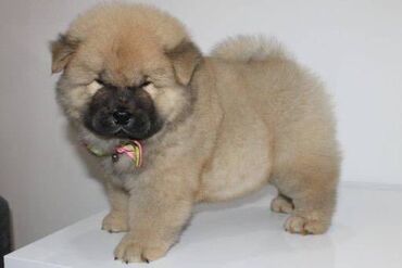 Psi: Stenci chow chow starosti dva meseca vrhunskog kvaliteta I potencijala — 7