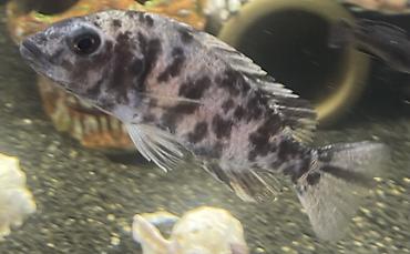 akvarium baliqlari: Cixlid balığı — 2