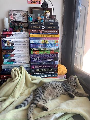 объявления про котят: Кошка даром: Беспородная, 2 месяца, Девочка — 1