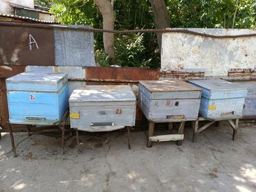 arı ailəsi satışı elanları 2023: Böyük və kiçik ramkali arı yeşikləri satılır Simli ramkalarda