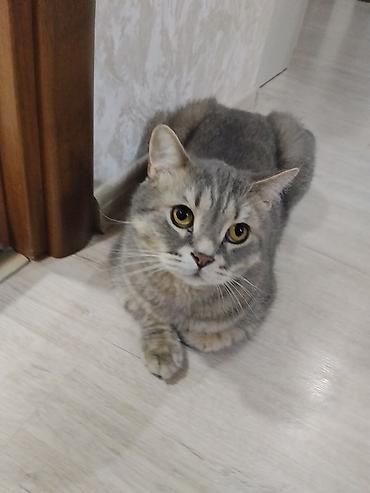 pisik satisi ucuz: Yaxşı əllərə — 4