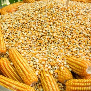 Жүгөрү: Продаю кукурузу фуражную цена 17 сом — 3