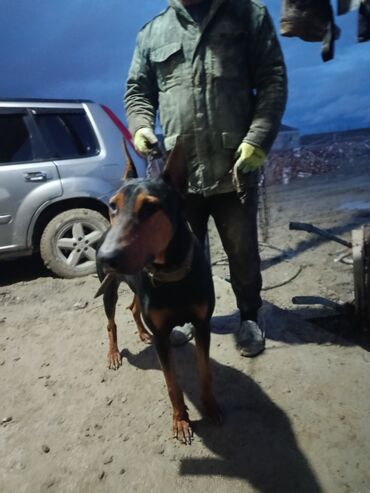 İtlər: Doberman, 2 il — 5