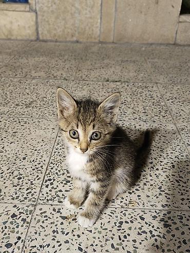 Tabbi, Yaxşı əllərə